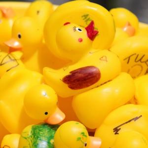 A bushel of ducks.