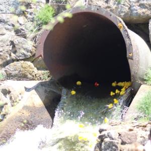 Ducks spill into the canal.
