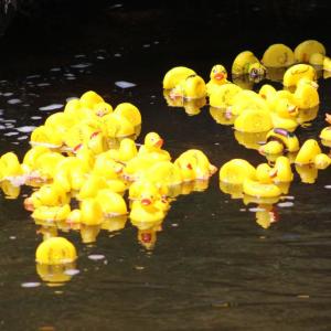 The ducks on their way to Patrick Marshall.
