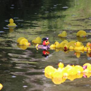 Arrrrgh! A duck pirate without its ship.