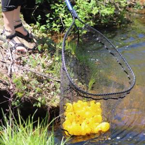 Kat Jones scoops up a bunch of ducks.