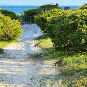 Path to beach