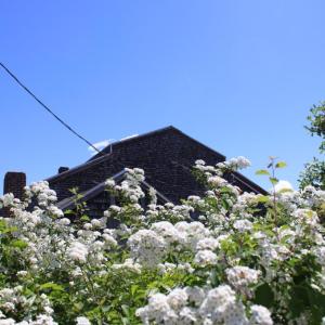 Blooming flowers outside the factory.
