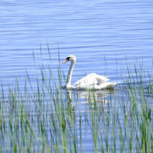 A swan, Wareham’s bird, needs no introduction.
