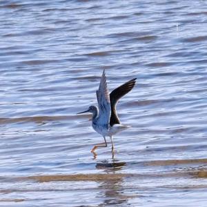 A yellowlegs struts its stuff.