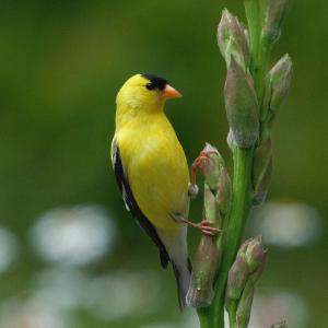 A goldfinch near the creek.