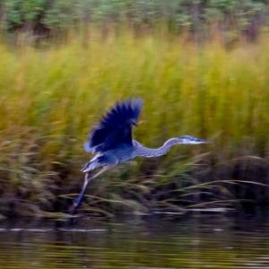 A heron takes flight.
