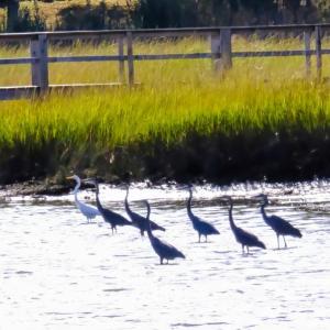 With a flock of great blue herons, the egret stands out.