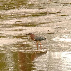 A green heron.