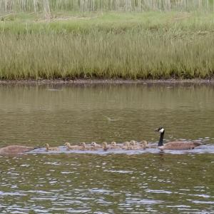 Canada geese take their growing goslings for family swim.