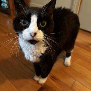 Yarelis the cat