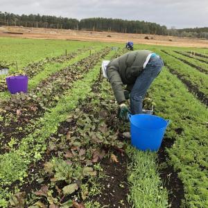 Volunteers harvesting