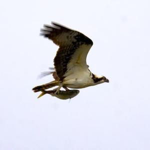 Osprey breakfast, flown in fresh . . .