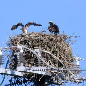 . . . to a nest where a chick flexes its wings.