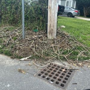 Destroyed nest