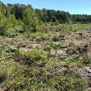 Pitch pines that were removed are being left in the bog to provide a natural habitat for some wildlife. Photo by Christian Uva