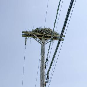 Eversource de-energized this pole along Minot Avenue so ospreys could continue to nest safely.
