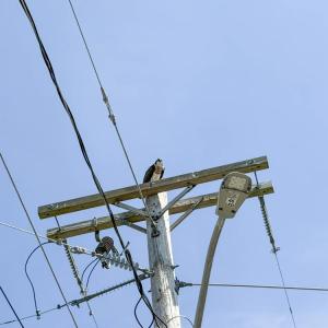 Ospreys return to places where their nests used to be, even after the nests are removed, like this pole in Swifts Beach. Photos by Christian Uva
