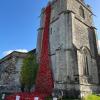 Poppies in Wareham, United Kingdom. Photo source: Claire Smith