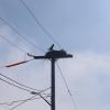 An osprey nest at Oceanside Drive in Swifts Beach. Photo by Nick Mossman