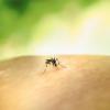 West Nile virus can only be transmitted by mosquitos. Photo by National Institute of Allergy and Infectious Diseases on Unsplash